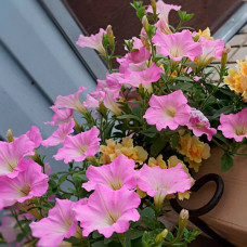 Насіння сурфінії «Даймонд Перлі Шейдз F1»