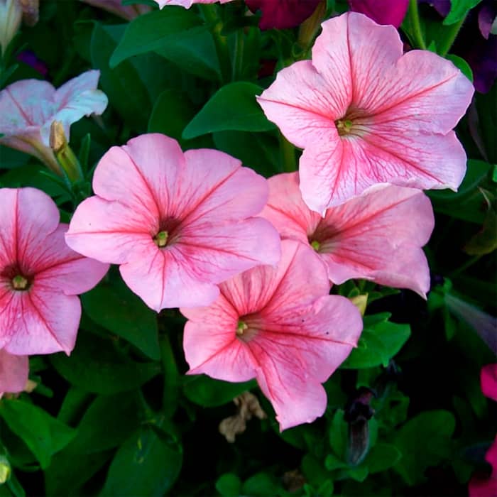 Насіння сурфінії «Даймонд Перлі Шейдз F1»