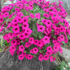 Насіння сурфінії «Парпл Вельвет F1»