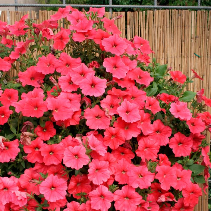 Насіння сурфінії «Салмон Шейдз Вельвет F1»