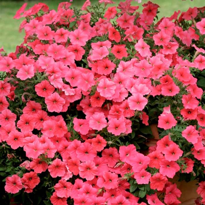 Насіння сурфінії «Салмон Шейдз Вельвет F1»