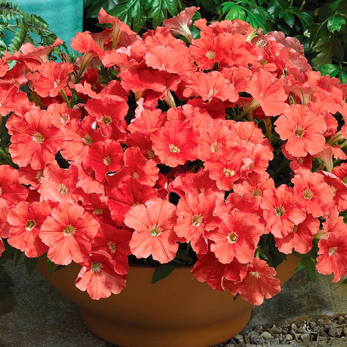 Насіння сурфінії «Салмон Шейдз Вельвет F1»