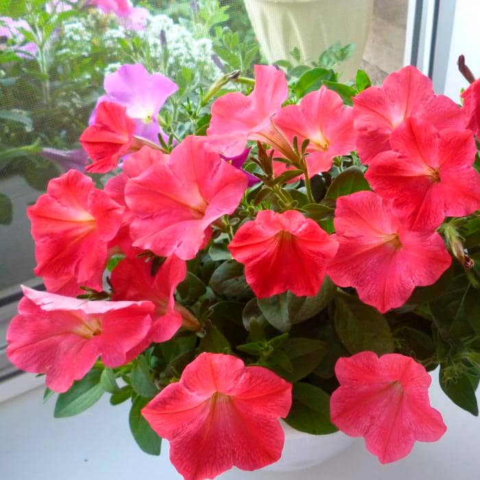 Насіння сурфінії «Салмон Шейдз Вельвет F1»