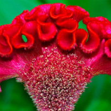 Насіння целозії «Корал Гарден»