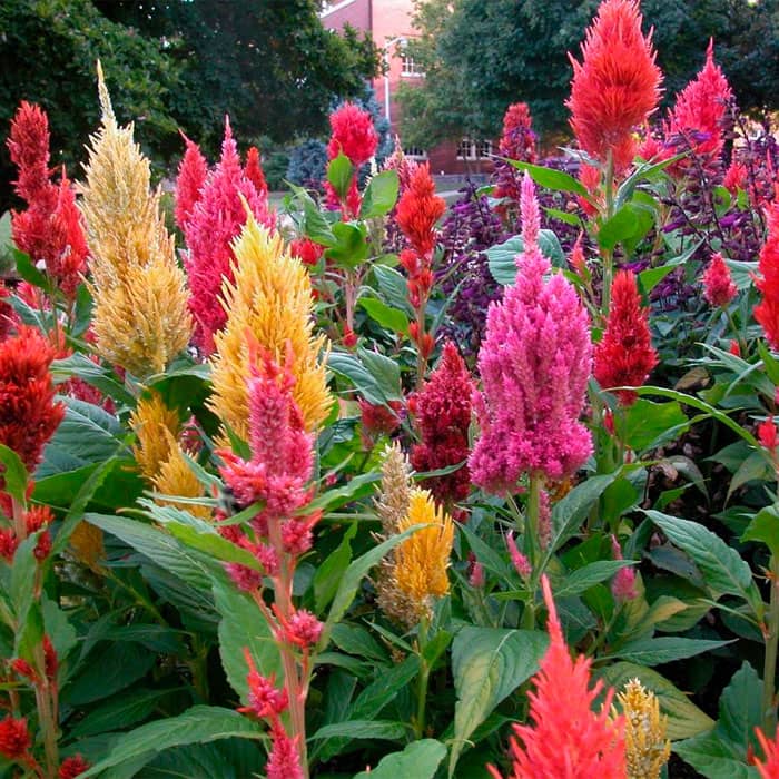 Насіння целозії «Пампас Плюме»