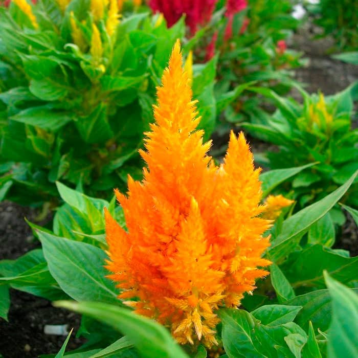 Насіння целозії «Пампас Плюме»