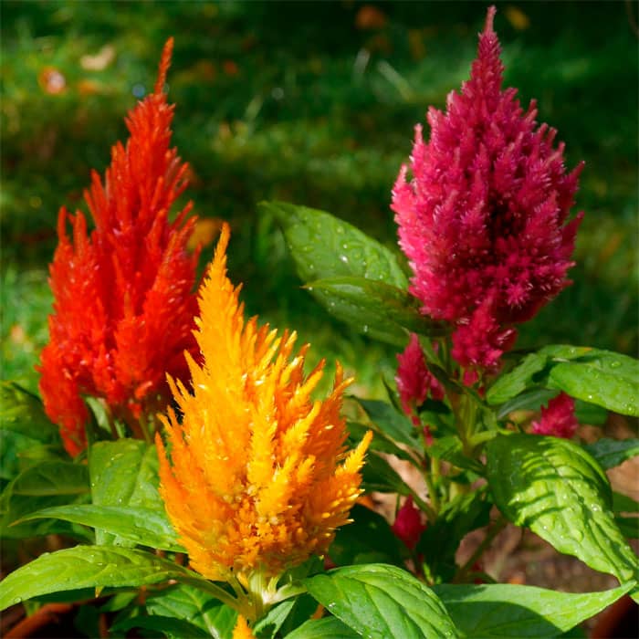 Насіння целозії «Пампас Плюме»