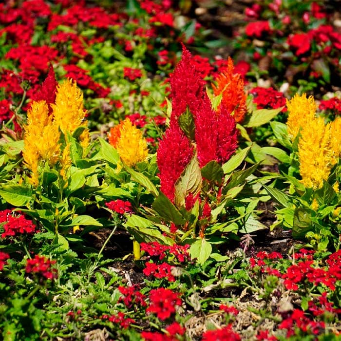 Насіння целозії «Пампас Плюме»