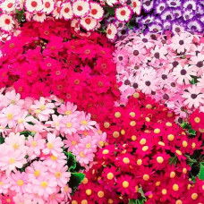 Суміш насіння цинерарії «Шедевр F1»