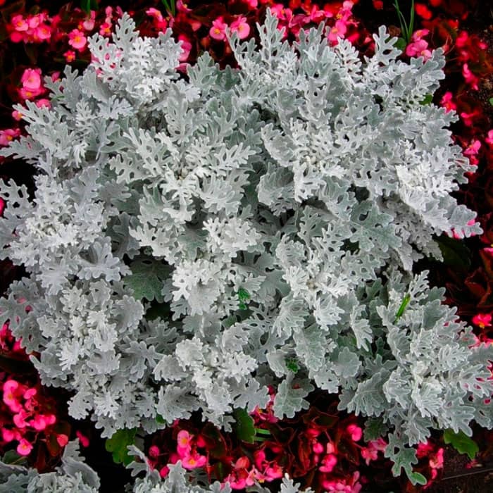 Насіння цинерарії «Сільвер Фоллс»