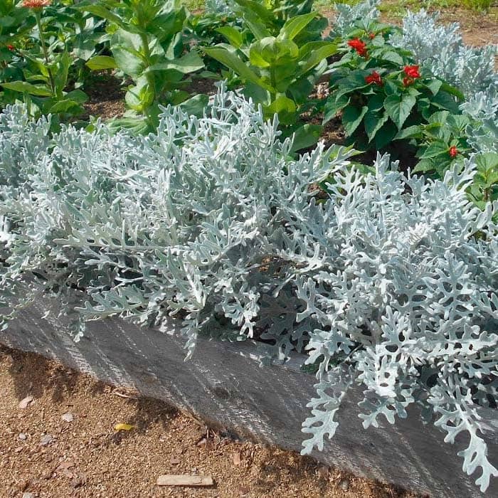 Насіння цинерарії «Сільвер Фоллс»