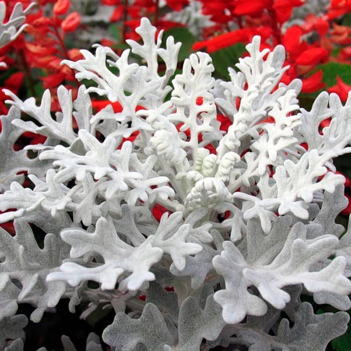 Насіння цинерарії «Сільвер Фоллс»