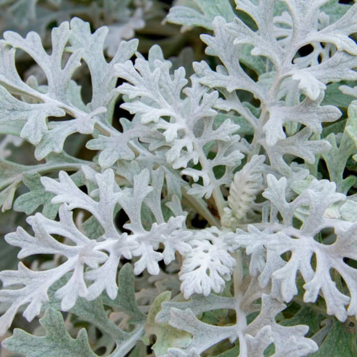 Насіння цинерарії «Сільвер Фоллс»