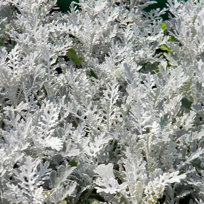 Насіння цинерарії «Сільвер Фоллс»