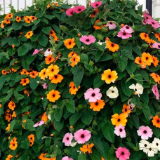 Суміш насіння тунбергії «Сьюзі»