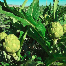 Насіння артишоку «Грін Глоуб»