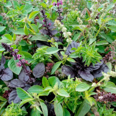 Насіння базиліку «6 ароматів»