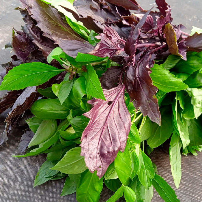 Насіння базиліку «6 ароматів»