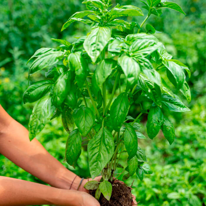 Насіння середньостиглого базиліку «Зелений» 1 г