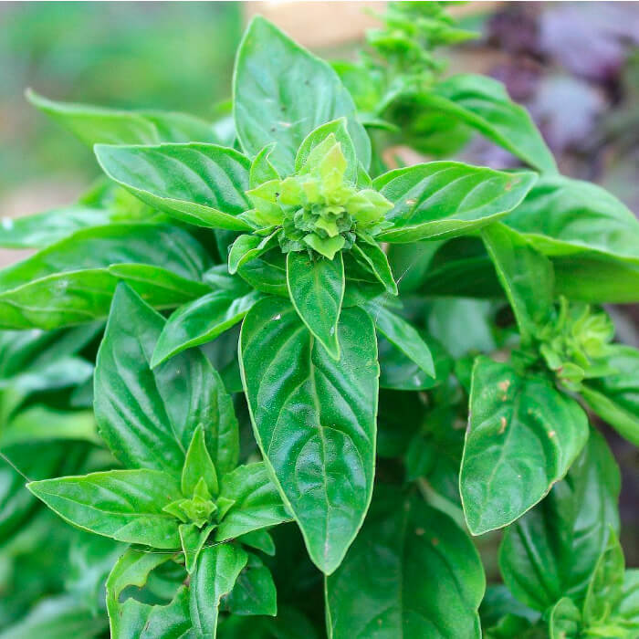 Насіння середньостиглого базиліку «Зелений» 1 г