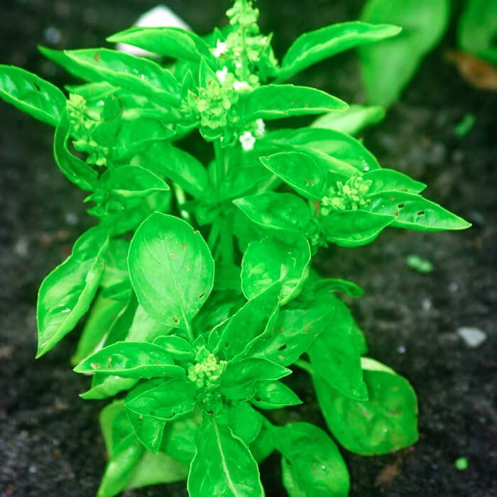 Насіння середньостиглого базиліку «Зелений» 1 г