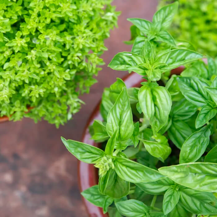 Насіння середньостиглого базиліку «Зелений» 1 г