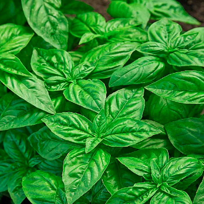 Насіння середньостиглого базиліку «Зелений» 1 г