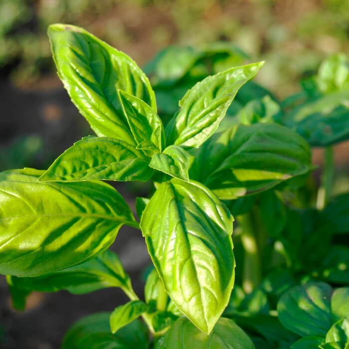 Насіння середньостиглого базиліку «Зелений» 1 г