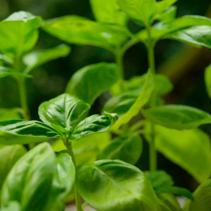 Насіння ранньостиглого базиліку «Лимонний» 0,5 г