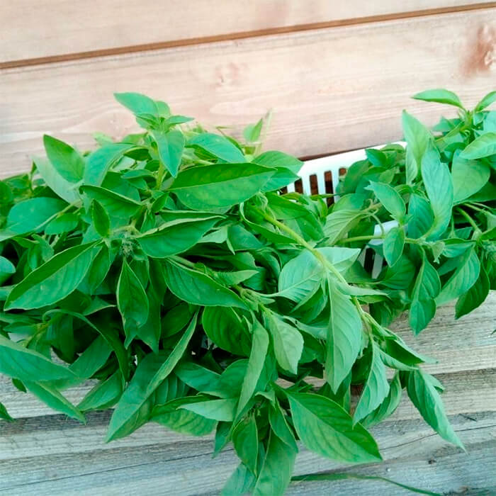 Насіння ранньостиглого базиліку «Лимонний» 0,5 г