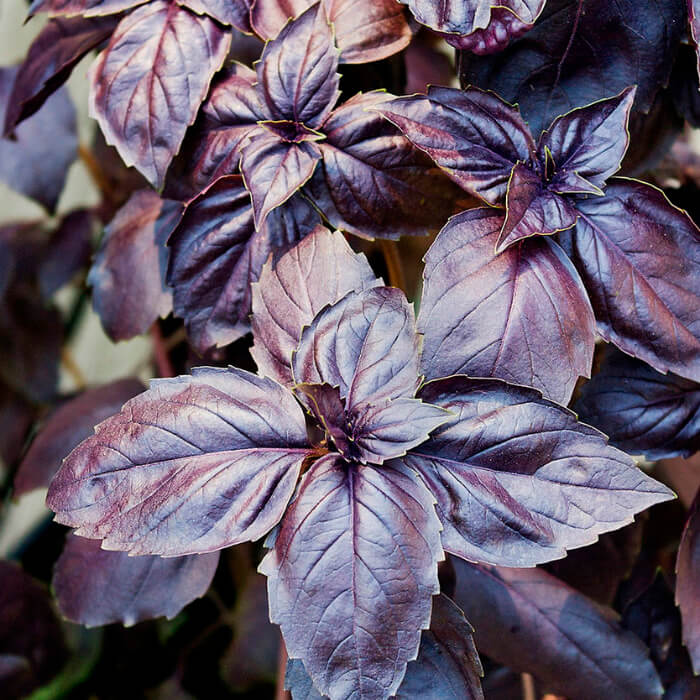 Насіння середньостиглого базиліку «Фіолетовий»  0,5 г