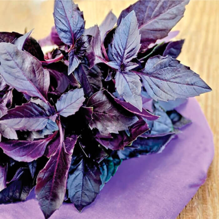 Насіння середньостиглого базиліку «Фіолетовий»  0,5 г