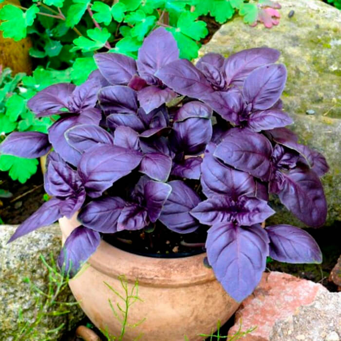 Насіння середньостиглого базиліку «Фіолетовий»  0,5 г