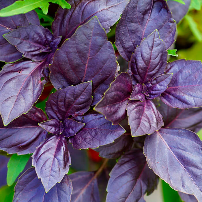 Насіння середньостиглого базиліку «Фіолетовий»  0,5 г