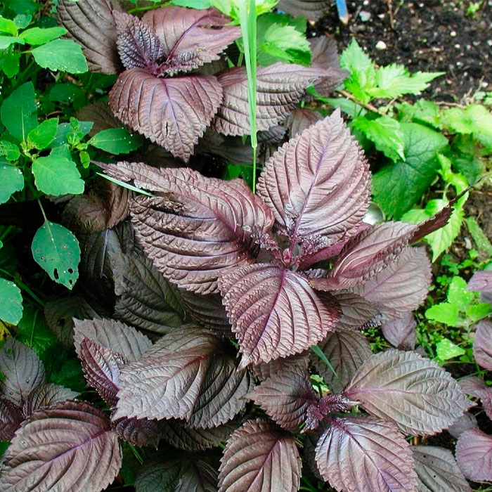 Насіння базиліку «Гвоздичний»