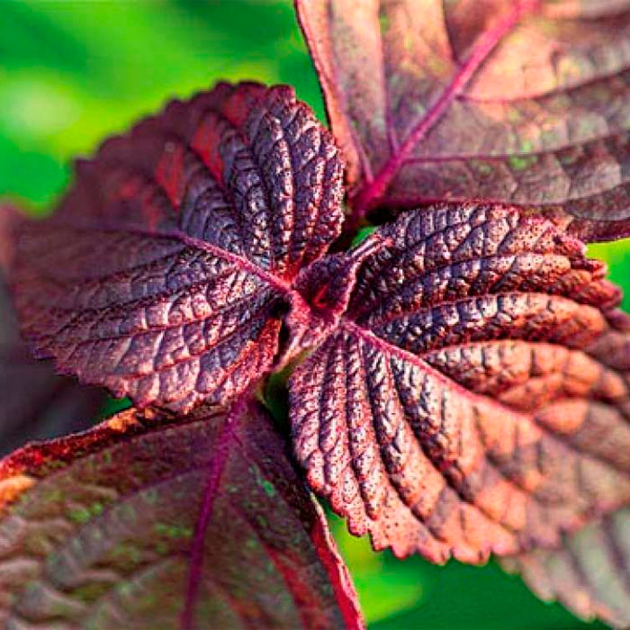 Насіння базиліку «Гвоздичний»