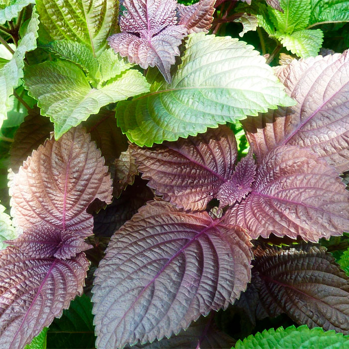 Насіння базиліку «Гвоздичний»