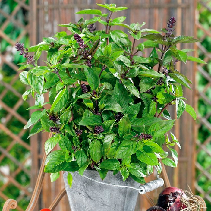 Насіння базиліку «Мексиканський»