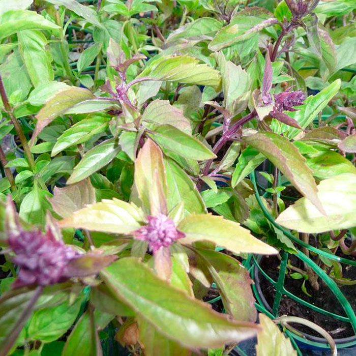 Насіння базиліку «Мексиканський»