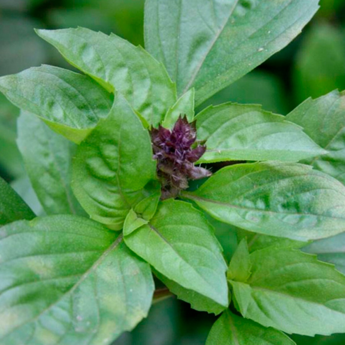 Насіння базиліку «Мексиканський»