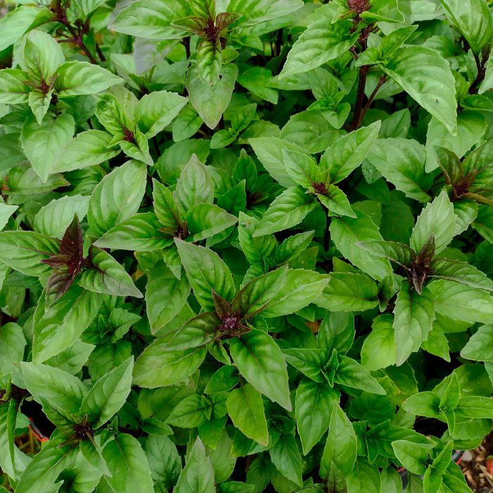 Насіння базиліку «Мексиканський»