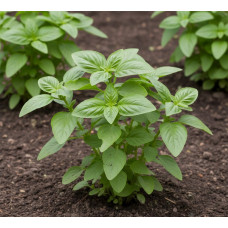 Насіння базиліку «Сітрик»