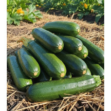 Семена кабачка-цукини «Лаури»