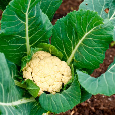 Семена цветной капусты «Пролисок F1»