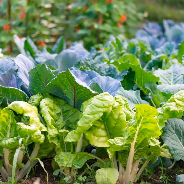 Насіння мангольда «Лукулус»