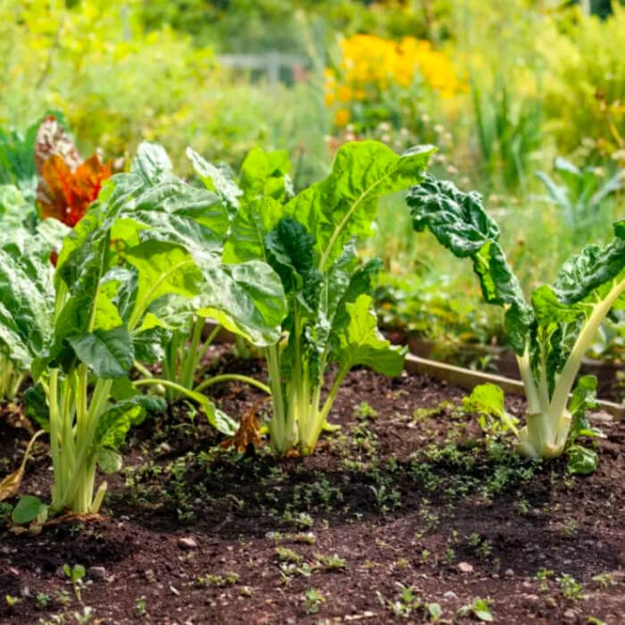 Насіння мангольда «Лукулус»