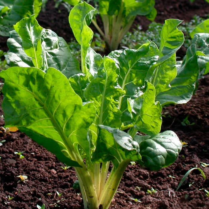 Насіння мангольда «Лукулус»