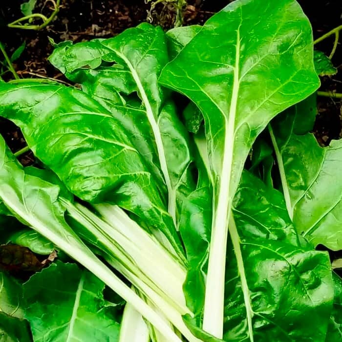 Насіння мангольда «Лукулус»