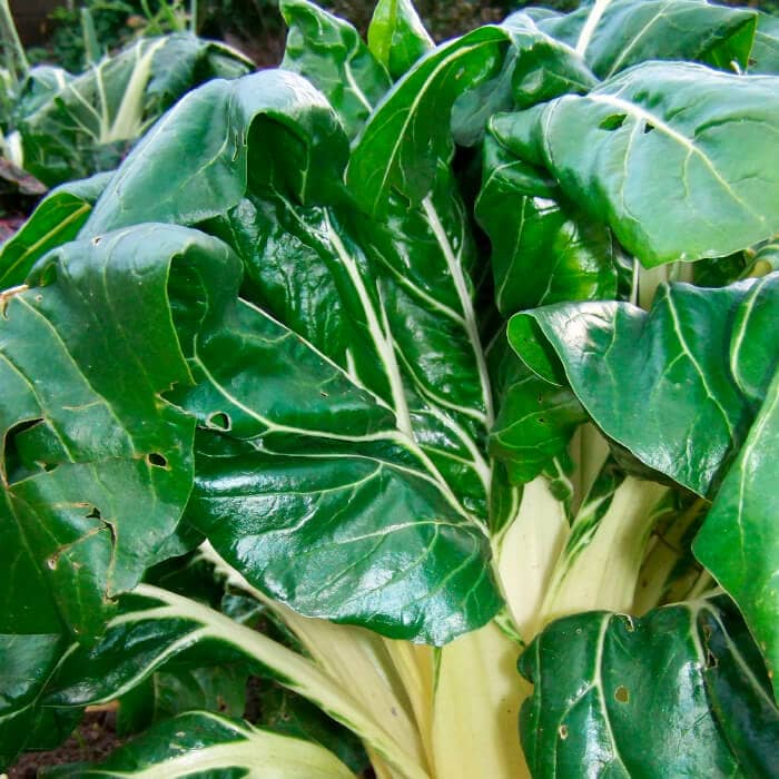 Насіння мангольда «Лукулус»