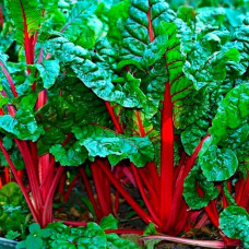 Насіння мангольда «Вулкан»